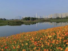 -洋湖国家湿地公园