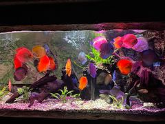 -上海海洋水族馆