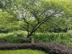 -重庆彩云湖湿地公园