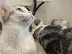 -有喵·猫咖·狗咖·30几只猫10只小狗(岗厦店)