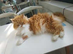 -喵的天空名猫咖啡馆·撸猫·猫舍·用品