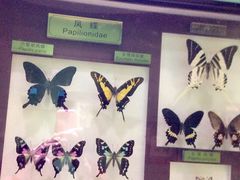 -上海昆虫博物馆