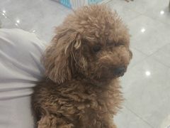 -柴犬小屋·柴餐厅·狗咖食堂(金鼎广场店)