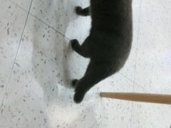 -喵园·猫主题咖啡厅·撸猫·猫咖(国贸店)