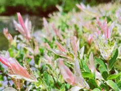 -白塘生态植物园