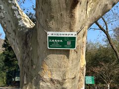 -南京老山国家森林公园
