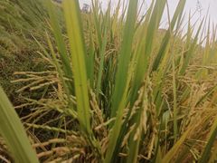 -中国天府农业博览园