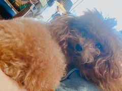 -more than meow吴止猫主题餐厅(承德 中船汇店)