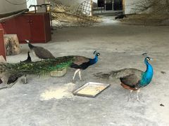 -瑞丽独树成林风景区