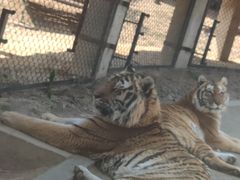 -大连森林动物园