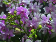 -双季花艺园艺市场(浦东店)