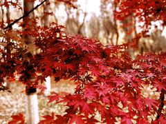 -大兴滨河森林公园