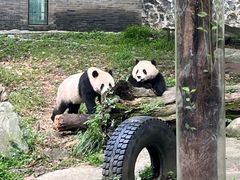 -都江堰中华大熊猫苑