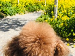 -古柏渡飞黄旅游区