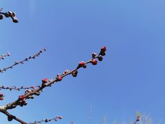 -石塘人家