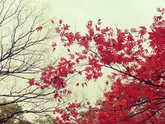 -秋霞圃