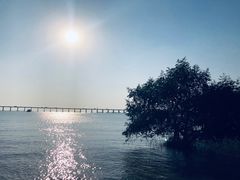 -宝安西湾红树林湿地公园