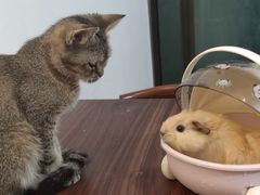 -楼上猫咖(罗湖店)