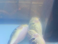 -肆月河豚·淮扬菜·湘菜(华天店)