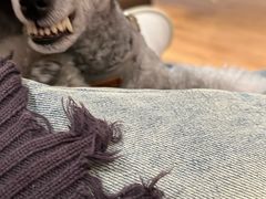 -汪喵宠物医院·骨科心脏影像·犬猫急重症ICU诊疗中心(成华分院)