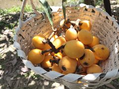 -塘栖枇杷特色园区