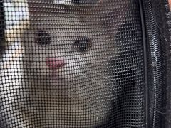 -宠物星动物医院·眼科·异宠·猫科(江南大道总院)