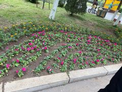 -长白岛森林公园