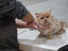 -爪爪喵星球·猫舍(前海卓越店)