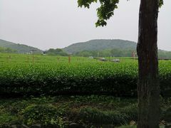 -龙井村