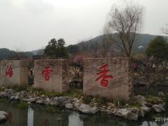 -香雪海