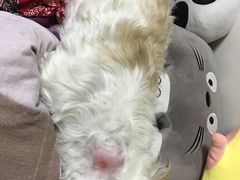 -立德动物医院·异宠·CT·鹦鹉(天河店)
