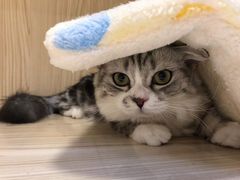 -屋虎猫馆(宝安大仟里店)