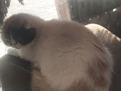 -平行世界·猫咖(首经贸店)