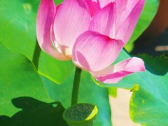 -莲花池公园