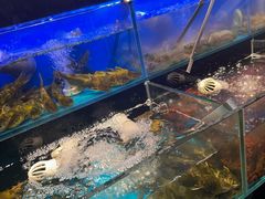 -苏格里岛自助烤肉海鲜火锅(成都金牛万达店)