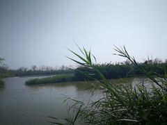 -大湾区中央湿地公园
