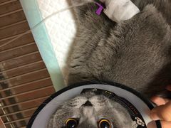 -瑞派福兴宠物医院犬猫全科·骨科·中西医结合(河东店)