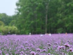 -共青国家森林公园-售票处