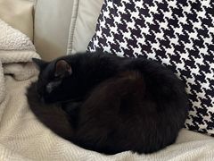 -派特宠物医院(圆融广场店)