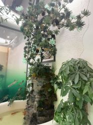 -卡尔诗·科技美肤连锁