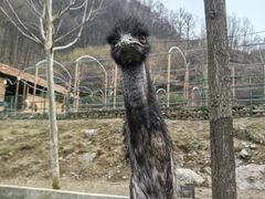 -栾川竹海野生动物园