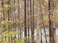 -桤木河湿地公园