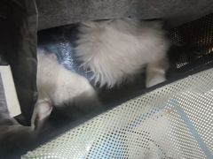 -心语宠物医院·急重症转诊中心·瑞辰华诺(南青路店)