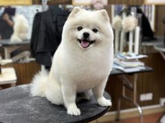 -鑫艺宠物美容培训学校