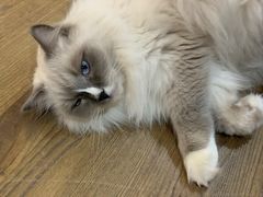 -共舞时光猫咖·狗咖(新街口店)