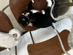-共舞时光猫咖·狗咖(新街口店)