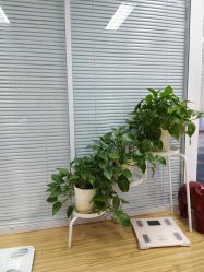 -维纳斯专业减肥