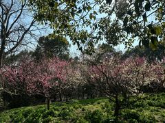 -上海海湾国家森林公园