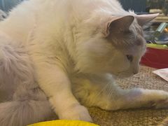 -平行世界·猫咖(首经贸店)
