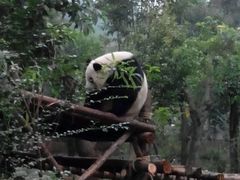 -成都大熊猫繁育研究基地